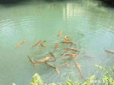 龍魚喂河里的魚會怎樣：喂食龍魚活的河魚是可行的，但也需要注意控制喂食的量