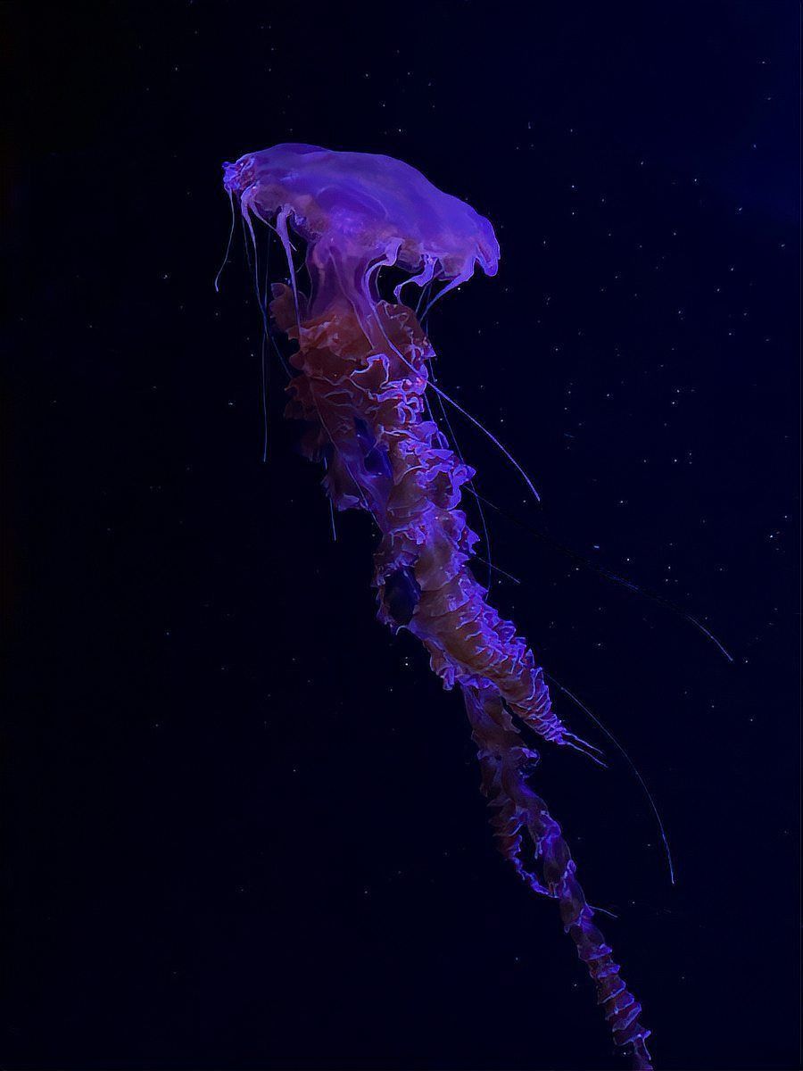 黑鱗龍魚認主后有哪些表現？