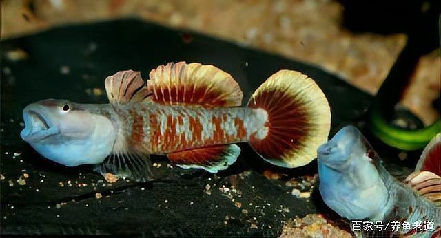 黑鱗龍魚認主后有哪些表現(xiàn)？