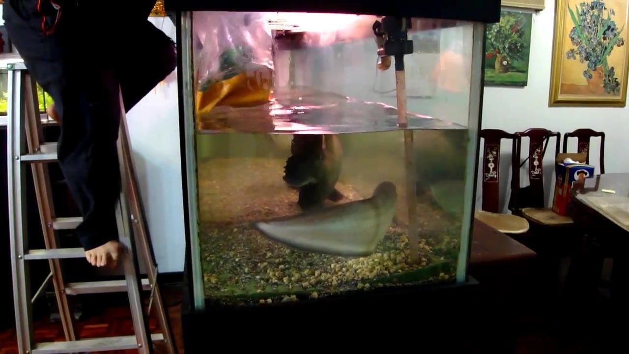 龍魚(yú)麻藥怎么用藥的：龍魚(yú)麻藥使用步驟和注意事項(xiàng)，龍魚(yú)麻醉前后水質(zhì)管理 龍魚(yú)麻藥怎么用藥的：龍魚(yú)麻藥使用步驟和注意事項(xiàng)，龍魚(yú)麻醉前后水質(zhì)管理 龍魚(yú)百科 第4張