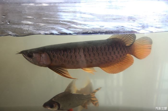 龍魚之家的魚怎么樣好吃嗎：龍魚與其他海鮮比較，龍魚的保存方法和技巧和技巧
