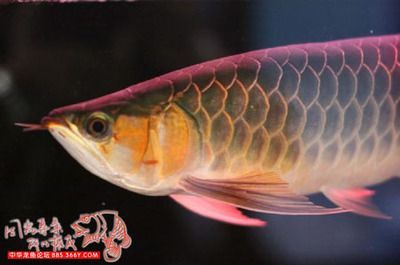 龍魚之家的魚怎么樣好吃嗎：龍魚與其他海鮮比較，龍魚的保存方法和技巧和技巧