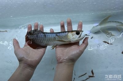 龍魚之家的魚怎么樣好吃嗎：龍魚與其他海鮮比較，龍魚的保存方法和技巧和技巧