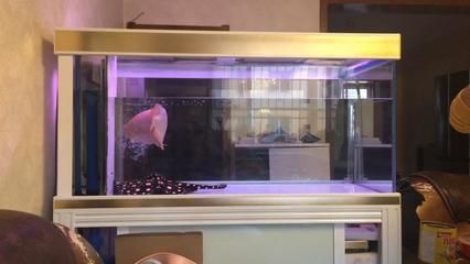 龍魚側(cè)游與靠近缸壁的關(guān)系(龍魚側(cè)游不直接表示它靠近缸壁,但側(cè)游可能與缸壁有關(guān)) 龍魚百科 第3張 龍魚側(cè)游與靠近缸壁的關(guān)系(龍魚側(cè)游不直接表示它靠近缸壁,但側(cè)游可能與缸壁有關(guān)) 龍魚側(cè)游與靠近缸壁的關(guān)系(龍魚側(cè)游不直接表示它靠近缸壁,但側(cè)游可能與缸壁有關(guān)) 龍魚百科 第3張