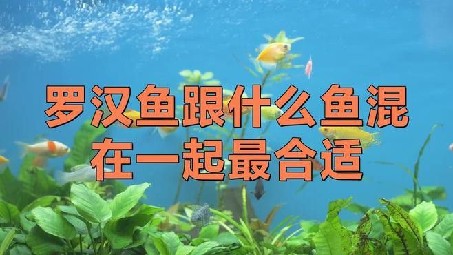 羅漢魚能和金龍魚混養嗎