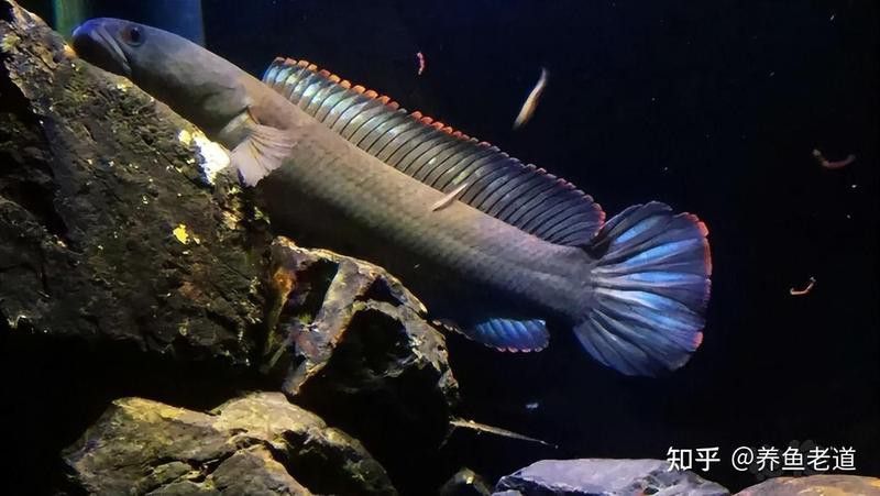 羅漢魚能和金龍魚混養嗎