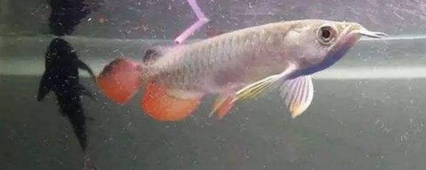龍魚頻繁抖嘴：龍魚出現(xiàn)頻繁抖嘴的現(xiàn)象，可能是由多種因素引起的原因 龍魚頻繁抖嘴：龍魚出現(xiàn)頻繁抖嘴的現(xiàn)象，可能是由多種因素引起的原因 龍魚百科 第2張