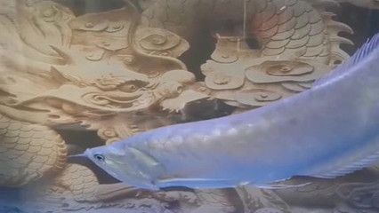 龍魚頭朝下（龍魚頭朝下怎么辦）