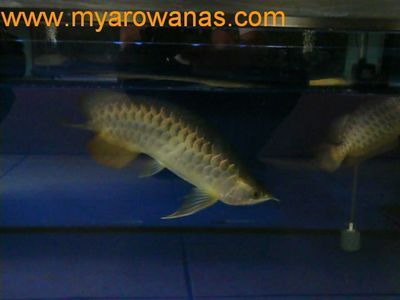 皇宮龍魚(yú)芯片查詢(xún)網(wǎng)址【如何找到皇宮龍魚(yú)芯片查詢(xún)網(wǎng)址】