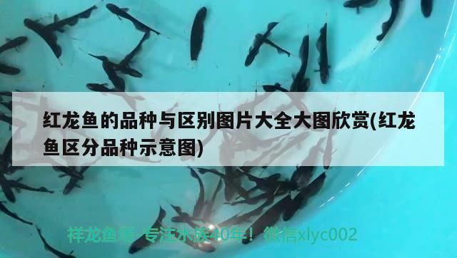 金龍福龍魚常見疾病預防：金龍和福龍魚常見的熱帶觀賞魚常見疾病及其預防措施 金龍福龍魚常見疾病預防：金龍和福龍魚常見的熱帶觀賞魚常見疾病及其預防措施 龍魚百科 第5張