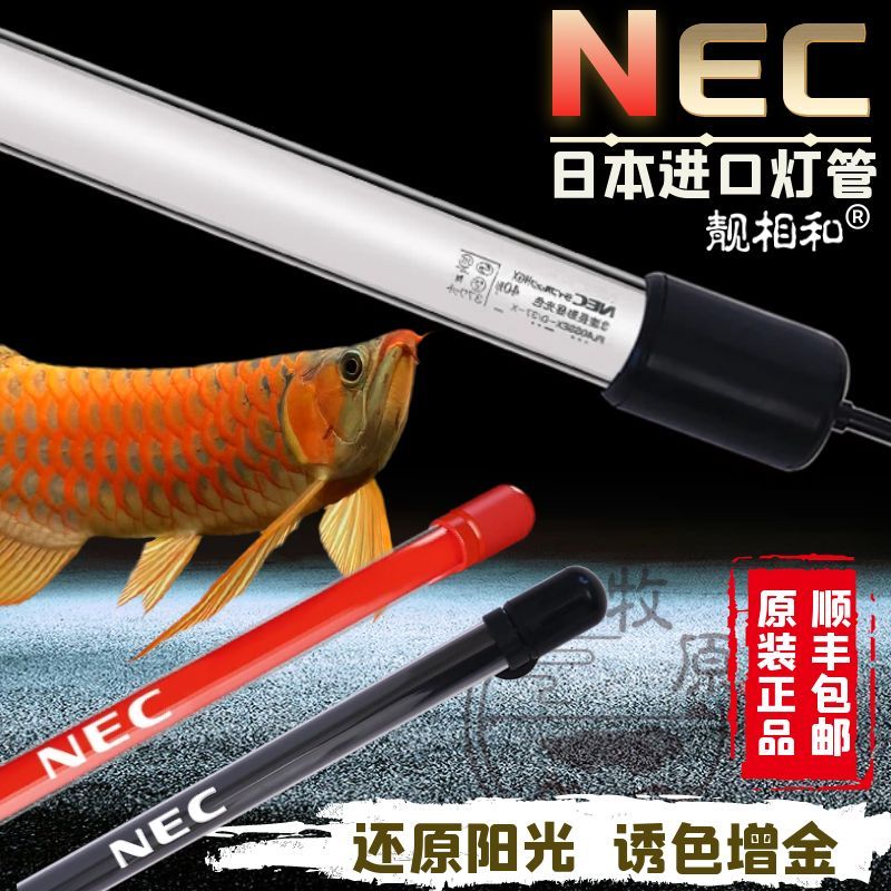 關于龍魚發色的問題:nec燈光對龍魚發色有幫助龍魚發色有幫助嗎 龍魚百科 第1張 關于龍魚發色的問題:nec燈光對龍魚發色有幫助龍魚發色有幫助嗎 關于龍魚發色的問題:nec燈光對龍魚發色有幫助龍魚發色有幫助嗎 龍魚百科 第1張