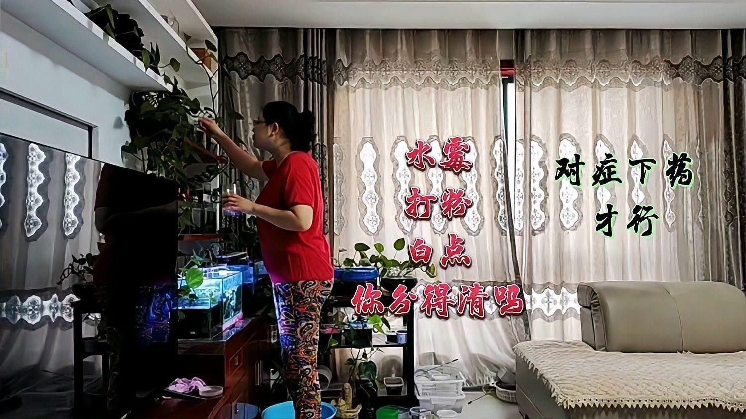 雷龍魚身上有白霜怎么治