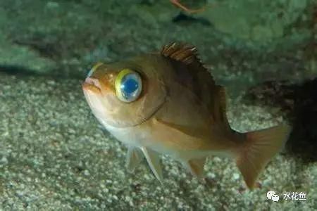 藍帆三間魚疾病早期癥狀，藍帆三間魚早期癥狀包括行動遲緩、行為異常和體表及解剖癥狀
