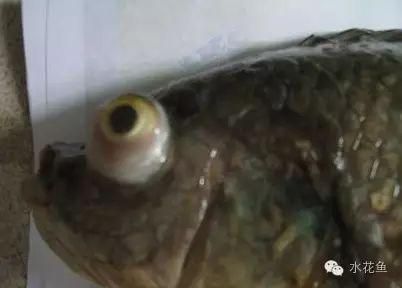 藍帆三間魚疾病早期癥狀，藍帆三間魚早期癥狀包括行動遲緩、行為異常和體表及解剖癥狀