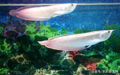 紅龍魚對水質的要求有哪些（紅龍魚對水質的要求） 紅龍魚對水質的要求有哪些（紅龍魚對水質的要求） 龍魚百科 第6張