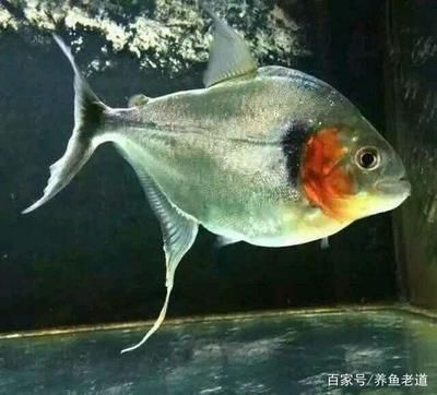 龍魚配燕魚好不好：龍魚與燕魚混養(yǎng)注意事項(xiàng)清單龍魚攻擊燕魚攻擊燕魚