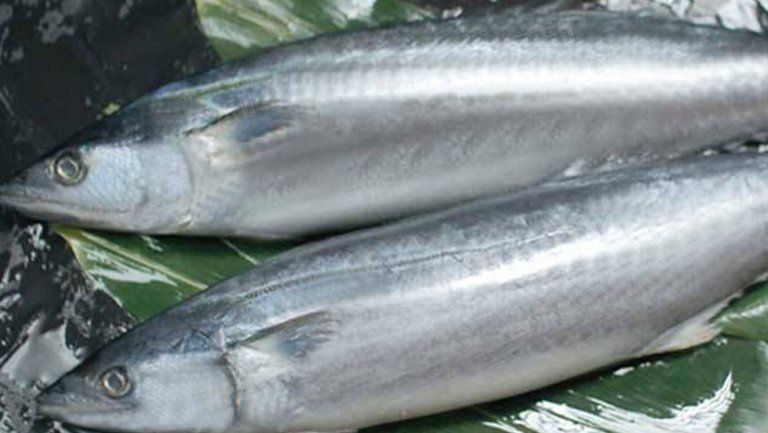 能否提供更多關(guān)于鲅魚寄生蟲的信息？