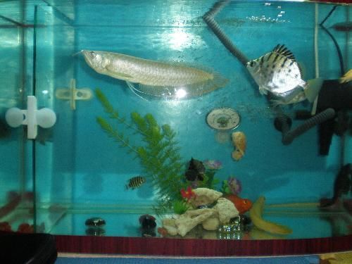 魚缸的布置（魚缸布置技巧）