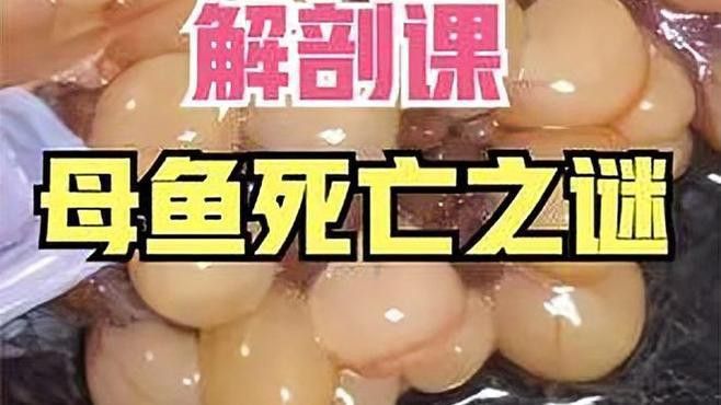 如何判斷龍魚死亡的原因？