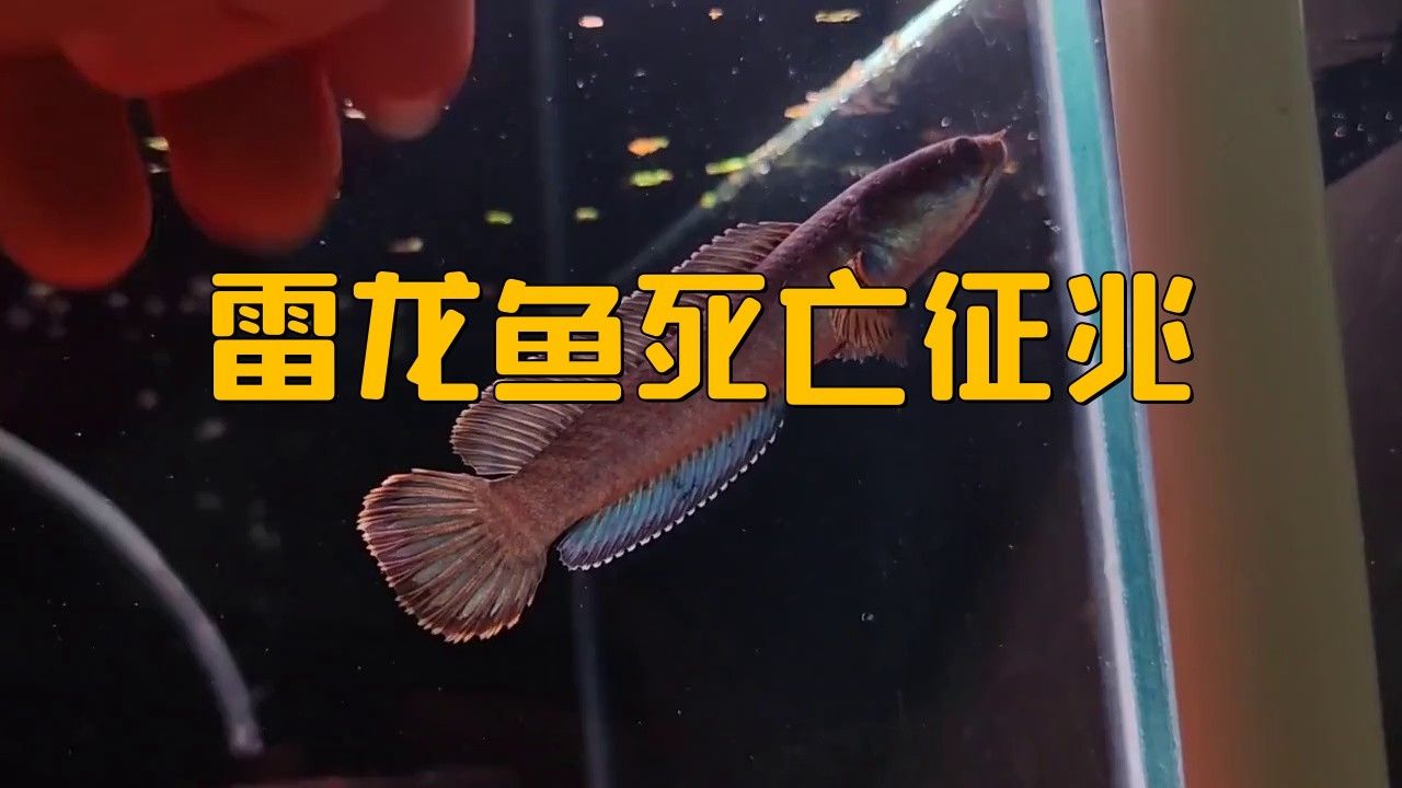 如何判斷龍魚死亡的原因？