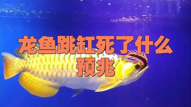 如何判斷龍魚死亡的原因？