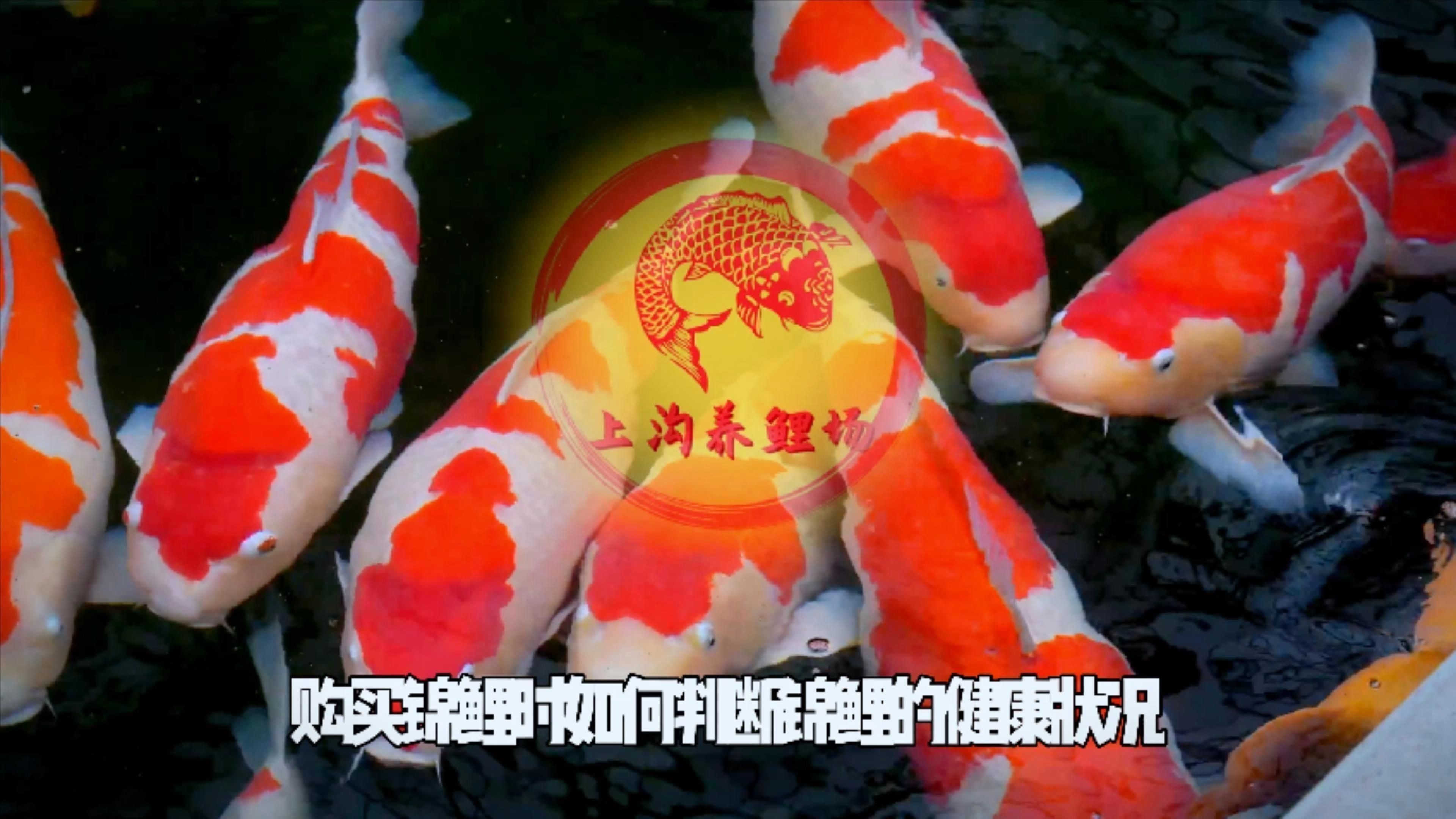 如何判斷龍魚和錦鯉是否健康？