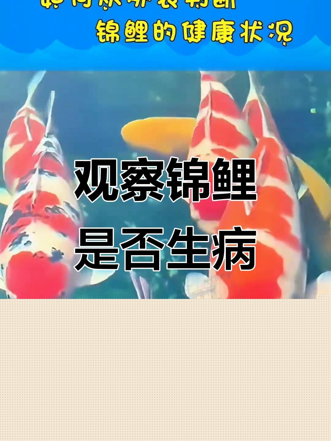 如何判斷龍魚和錦鯉是否健康？