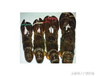 廣州龍魚魚批發(fā)市場（廣州龍魚魚批發(fā)市場價格） 廣州龍魚魚批發(fā)市場（廣州龍魚魚批發(fā)市場價格） 龍魚百科 第3張