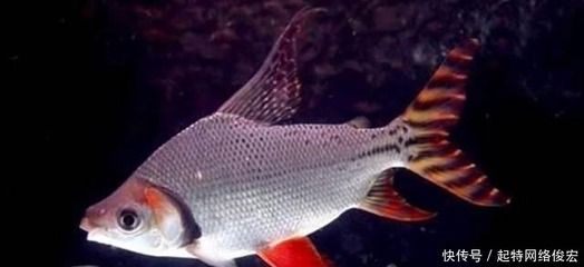 龍魚混養需要注意的是與龍魚混養的魚類之一，需要注意的是：龍魚混養需要注意什么？ 龍魚混養需要注意的是與龍魚混養的魚類之一，需要注意的是：龍魚混養需要注意什么？ 龍魚百科 第3張