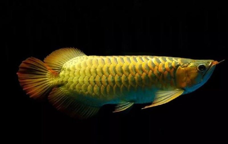 雷龍魚與龍魚混養(yǎng)好嗎