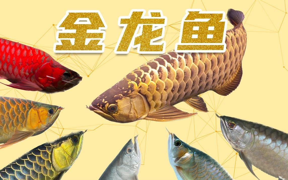 金龍魚防偽碼在哪里？ 金龍魚防偽碼在哪里？ 龍魚百科 第6張