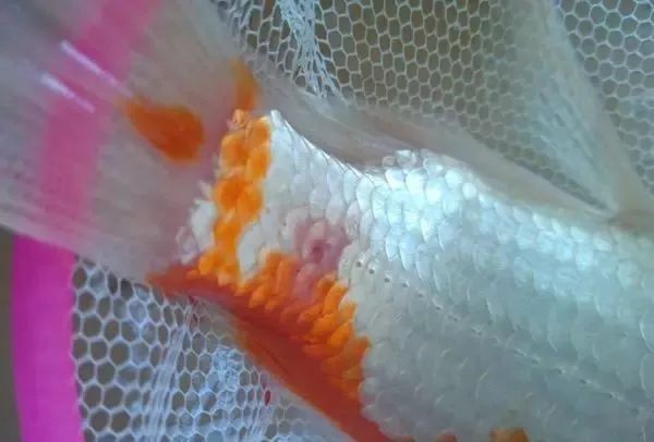 龍魚爛鰭多久能治愈