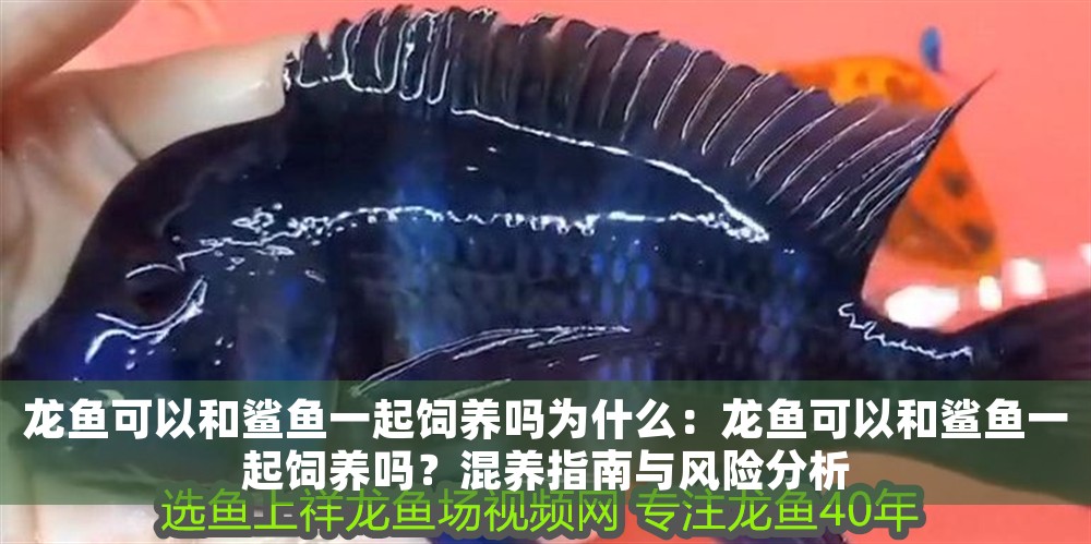 龍魚(yú)可以和鯊魚(yú)一起飼養(yǎng)嗎為什么：龍魚(yú)可以和鯊魚(yú)一起飼養(yǎng)嗎？混養(yǎng)指南與風(fēng)險(xiǎn)分析