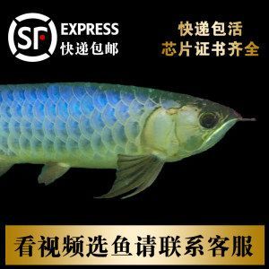 龍魚帶芯片證書的意義（龍魚帶芯片證書是一套用于證明龍魚身份和血統的官方文件）