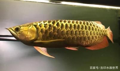如何養好龍魚水質