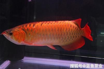怎樣飼養(yǎng)龍魚(yú)最好看:飼養(yǎng)龍魚(yú)的注意事項(xiàng) 龍魚(yú)百科 第1張 怎樣飼養(yǎng)龍魚(yú)最好看:飼養(yǎng)龍魚(yú)的注意事項(xiàng) 怎樣飼養(yǎng)龍魚(yú)最好看:飼養(yǎng)龍魚(yú)的注意事項(xiàng) 龍魚(yú)百科 第1張