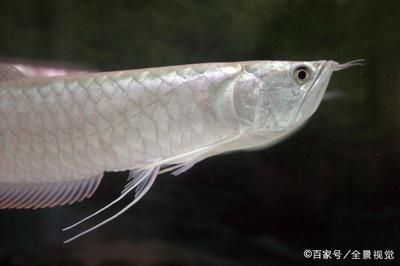 龍魚前面的須一個掉了怎么辦：龍魚前面的須子掉一個，需要及時處理