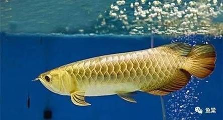 龍魚前面的須一個掉了怎么辦：龍魚前面的須子掉一個，需要及時處理