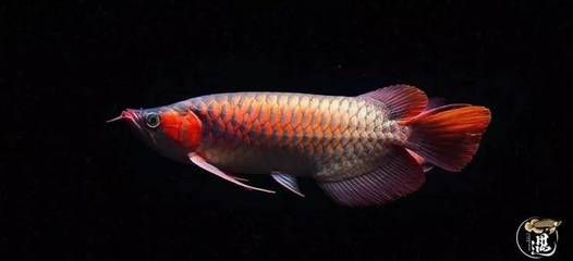 龍魚有點燒尾怎么回事啊：如何判斷龍魚水質是否老化
