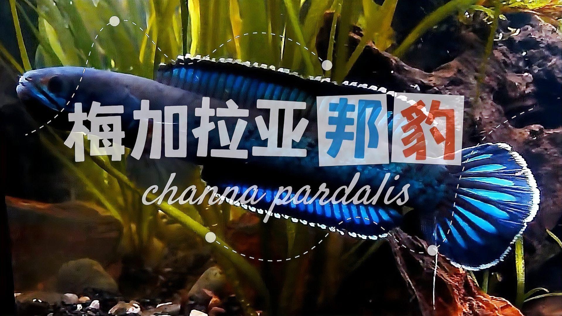 中大型雷龍魚有哪些 中大型雷龍魚有哪些 龍魚百科