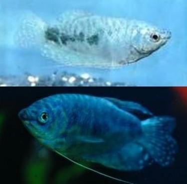 龍魚(yú)怎么分公母:龍魚(yú)的公母分辨 龍魚(yú)百科 第5張 龍魚(yú)怎么分公母:龍魚(yú)的公母分辨 龍魚(yú)怎么分公母:龍魚(yú)的公母分辨 龍魚(yú)百科 第5張
