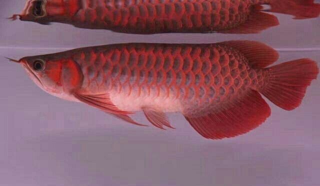 龍魚喜歡趴缸底：龍魚喜歡趴缸底怎么辦
