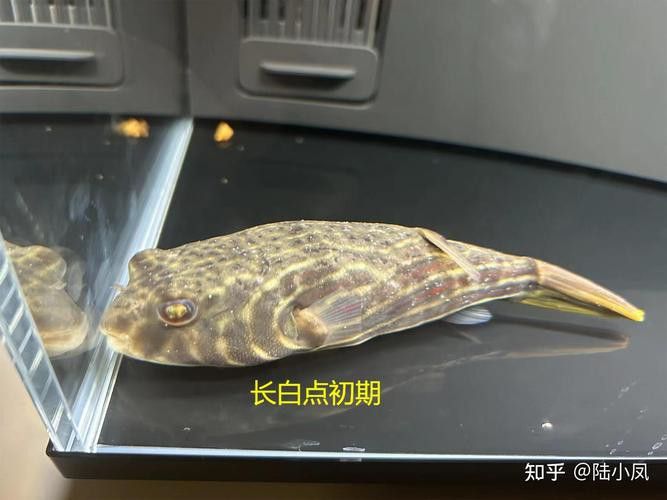 斑馬狗頭可以和恐龍魚混養嗎圖片視頻