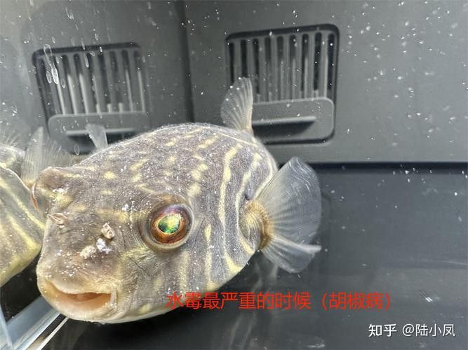 斑馬狗頭可以和恐龍魚混養嗎圖片視頻