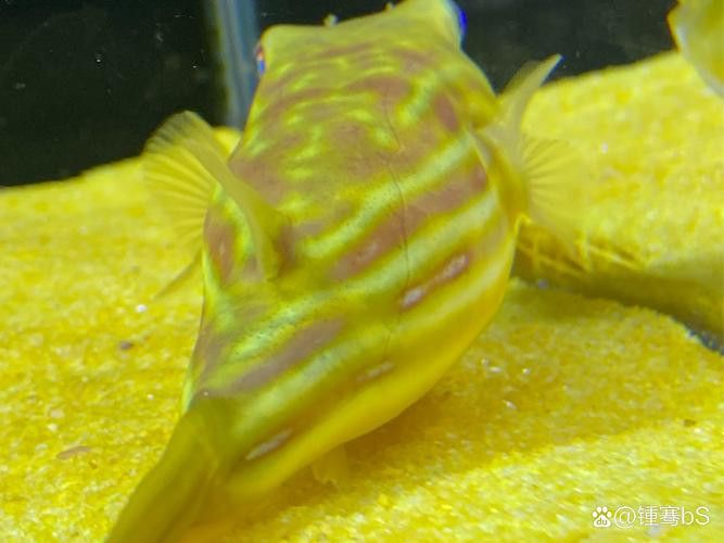 斑馬狗頭可以和恐龍魚混養嗎圖片視頻