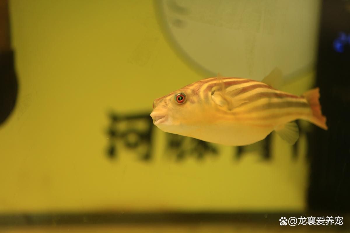 斑馬狗頭可以和恐龍魚混養嗎圖片視頻