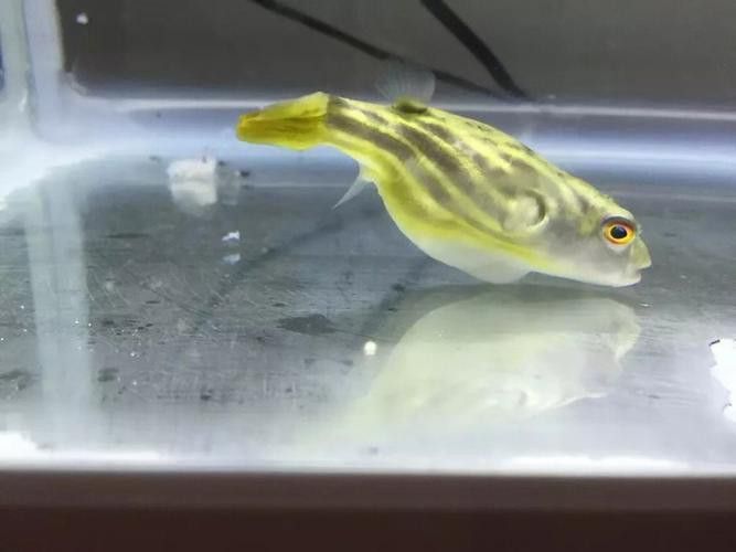 斑馬狗頭可以和恐龍魚混養嗎圖片視頻