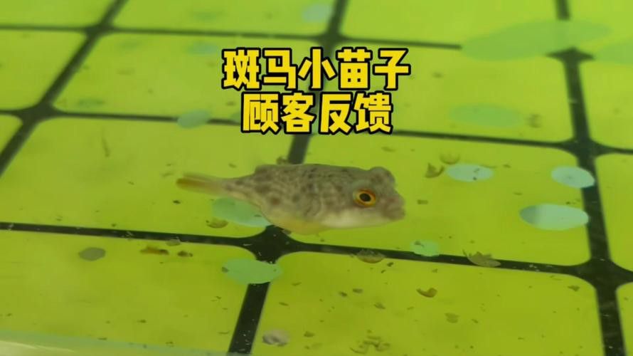 斑馬狗頭可以和恐龍魚混養嗎圖片視頻