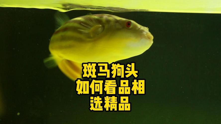 斑馬狗頭可以和恐龍魚混養嗎圖片視頻
