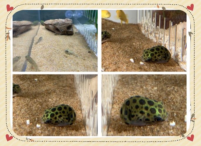 斑馬狗頭可以和恐龍魚混養嗎圖片視頻